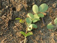 Robinia pseudoacacia 15, Robinia, Saxifraga-Rutger Barendse