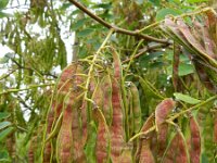 Robinia pseudoacacia 16, Robinia, Saxifraga-Rutger Barendse