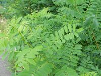 Robinia pseudoacacia 17, Robinia, Saxifraga-Rutger Barendse