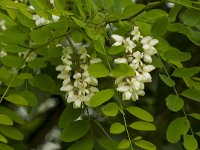 Robinia pseudoacacia 18, Robinia, Saxifraga-Jan Nijendijk