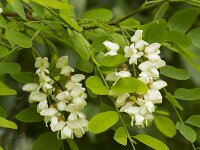 Robinia pseudoacacia 19, Robinia, Saxifraga-Jan Nijendijk