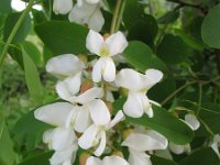 Robinia pseudoacacia 2, Robinia, Saxifraga-Rutger Barendse