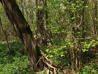 Robinia pseudoacacia 20, Robinia, Saxifraga-Hans Boll