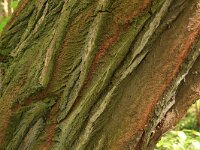 Robinia pseudoacacia 21, Robinia, Saxifraga-Hans Boll