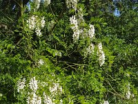 Blossoming Black Locust (Robinia pseudoacacia)  Blossoming Black Locust (Robinia pseudoacacia) : Black Locust, blossom, blossoming, cream, flora, floral, flower, flowers, growth, many, natural, nature, racame, racames, Robinia, Robinia pseudoacacia, spring, springtime, tree, twig, white, in flower, flowering, no people, nobody, outside