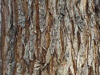 robinia (Robinia pseudoacacia