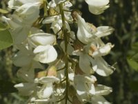 Robinia pseudoacacia 3, Robinia, Saxifraga-Jan van der Straaten