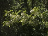 Robinia pseudoacacia 4, Robinia, Saxifraga-Marijke Verhagen