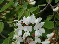 Robinia pseudoacacia 5, Robinia, Saxifraga-Willem van Kruijsbergen