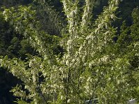 Robinia pseudoacacia 6, Robinia, Saxifraga-Marijke Verhagen