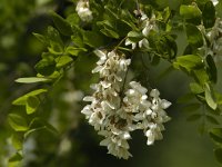 Robinia pseudoacacia 7, Robinia, Saxifraga-Piet Munsterman