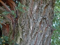 Robinia pseudoacacia 8, Robinia, Saxifraga-Jan van der Straaten