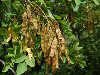 Robinia pseudoacacia 9, Robinia, Saxifraga-Jan van der Straaten