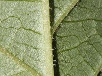 Rodgersia aesculifolia 1, Saxifraga-Rutger Barendse