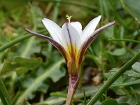 Romulea bulbocodium 31, Saxifraga-Harry Jans
