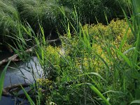 Rorippa amphibia 12, Gele waterkers, Saxifraga-Hans Boll
