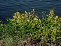 Rorippa amphibia 23, Gele waterkers, Saxifraga-Peter Meininger