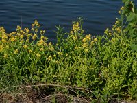 Rorippa amphibia 24, Gele waterkers, Saxifraga-Peter Meininger
