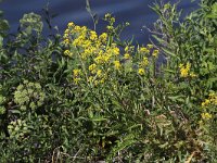 Rorippa amphibia 25, Gele waterkers, Saxifraga-Peter Meininger