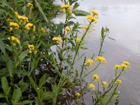 Rorippa amphibia 3, Gele waterkers, Saxifraga-Ed Stikvoort