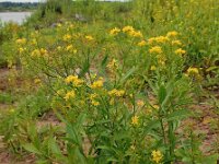 Rorippa austriaca 16, Oostenrijkse kers, Saxifraga-Ed Stikvoort