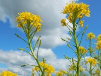 Rorippa austriaca 3, Oostenrijkse kers, Saxifraga-Ed Stikvoort