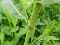 Rorippa austriaca 5, Oostenrijkse kers, Saxifraga-Rutger Barendse