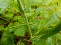 Rorippa austriaca 8, Oostenrijkse kers, Saxifraga-Ed Stikvoort