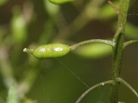 Rorippa palustris 10, Moeraskers, Saxifraga-Rutger Barendse