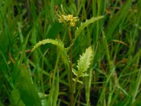 Rorippa palustris 13, Moeraskers, Saxifraga-Ed Stikvoort