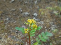 Rorippa palustris 2, Moeraskers, Saxifraga-Ed Stikvoort