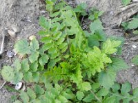 Rorippa palustris 5, Moeraskers, Saxifraga-Rutger Barendse