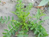 Rorippa palustris 7, Moeraskers, Saxifraga-Rutger Barendse