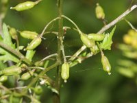 Rorippa palustris 9, Moeraskers, Saxifraga-Rutger Barendse