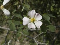 Rosa alpina 1, Saxifraga-Marijke Verhagen