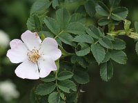 Rosa arvensis 2, Bosroos, Saxifraga-Peter Meininger