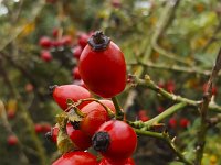 Rose hips  Dog-rose (Rosa canina) : autumn, autumnal, berries, berry, dog-rose, fall, hip, hips, red, rosa, rosa canina, rose, seed