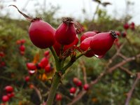 Rose hips  Dog-rose (Rosa canina) : autumn, autumnal, berries, berry, dog-rose, fall, hip, hips, red, rosa, rosa canina, rose, seed
