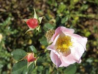 Flower and two buds of Dog rose  (Rosa canina)  Flowers of Dog rose  (Rosa canina) : autumn, dog rose, flora, floral, flower, pink, rosa canina, summer, white, yellow, leaf, leaves, no people, nobody, open, petal, petals, pistil, plant, rosa, roses, stamen, stamens, summertime, vascular plant, 2, bud, buds, two
