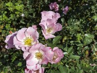 Flowers of Dog rose  (Rosa canina)  Flowers of Dog rose  (Rosa canina) : autumn, dog rose, flora, floral, flower, pink, rosa canina, summer, white, yellow, leaf, leaves, no people, nobody, open, petal, petals, pistil, plant, rosa, roses, stamen, stamens, summertime, vascular plant