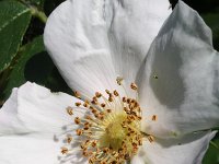 Rosa corymbifera 5, Heggenroos, Saxifraga-Rutger Barendse