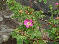 Rosa dumalis 1, Saxifraga-Hans Grotenhuis