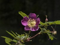 Rosa gallica 1, Saxifraga-Marijke Verhagen