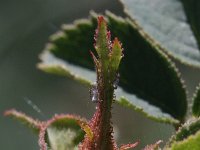 Rosa micrantha 2, Kleinbloemige roos, Saxifraga-Rutger Barendse