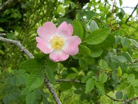 Rosa micrantha 4, Kleinbloemige roos, Saxifraga-Rutger Barendse