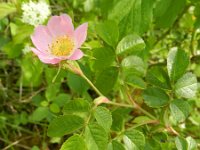 Rosa micrantha 5, Kleinbloemige roos, Saxifraga-Rutger Barendse