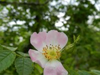 Rosa micrantha 6, Kleinbloemige roos, Saxifraga-Rutger Barendse