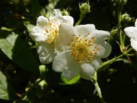 Rosa multiflora 10, Veelbloemige roos, Saxifraga-Ed Stikvoort