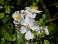 Rosa multiflora 12, Veelbloemige roos, Saxifraga-Ed Stikvoort