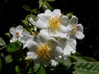 Rosa multiflora 14, Veelbloemige roos, Saxifraga-Ed Stikvoort